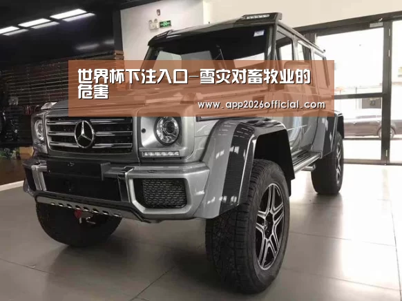 世界杯下注入口
